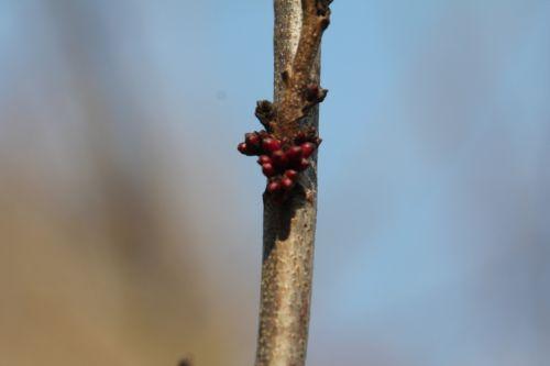 cercis chinensis romi 15 mars 2012 095 .jpg