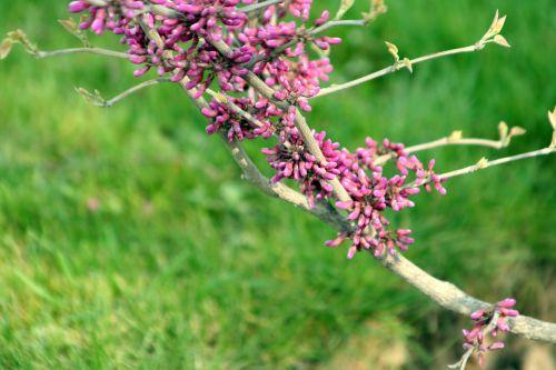 cercis yunnanensis 3 paris 6 avril 041.jpg