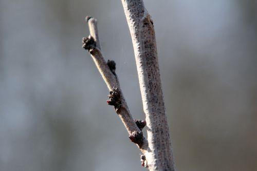 cercis chinensis romi 15 mars 2012 094.jpg