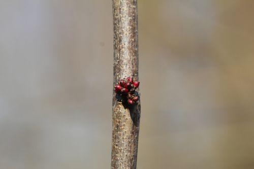 cercis chinensis romi 15 mars 2012 096.jpg