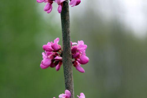 cercis chinensis romi 3 13 avril 2012 044.jpg