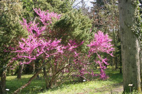 cercis chinensis barres 9 avril 2011 091.jpg
