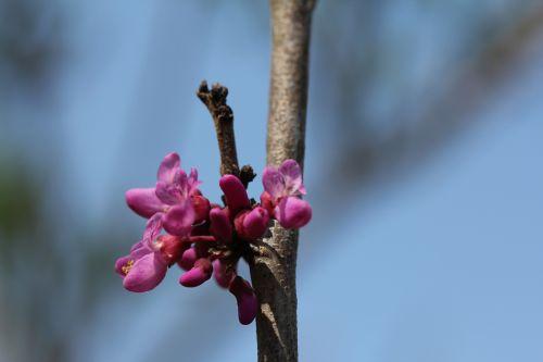 cercis chinensis romi 3 avril 2012 041.jpg