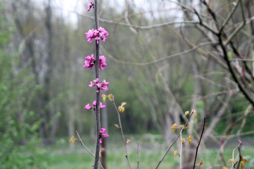 cercis chinensis romi 2 13 avril 2012 042.jpg