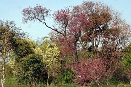 cercis yunnanensis 2 paris 6 avril 183.jpg