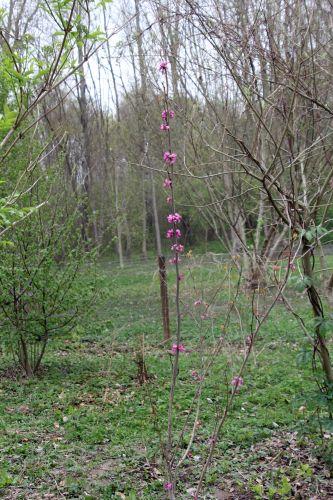 cercis chinensis romi 1 13 avril 2012 043.jpg