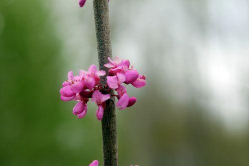 cercis chinensis romi 4 13 avril 2012 045.jpg