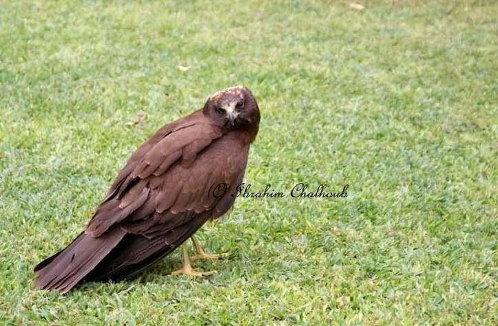 Qu’est ce que je fais ici? Photo (C) Ibrahim Chalhoub