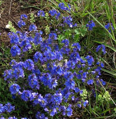 Encore du bleu : Myosotis et véroniques