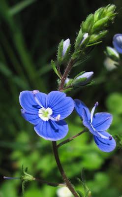 Encore du bleu : Myosotis et véroniques