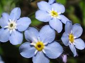 Encore bleu Myosotis véroniques