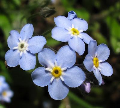 Encore du bleu : Myosotis et véroniques