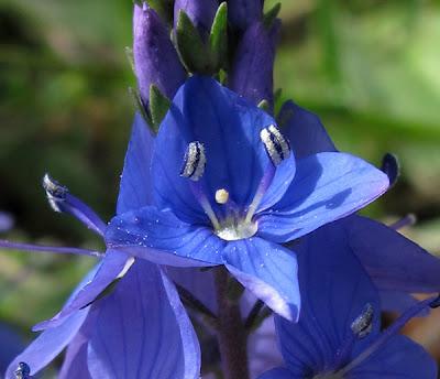 Encore du bleu : Myosotis et véroniques