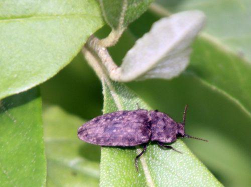 1 agrypnus rec romi 11 mai 2012 029.jpg