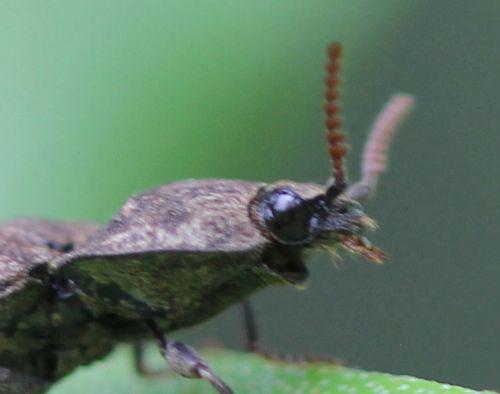 agrypnus tête romi 11 mai 2012 045.jpg