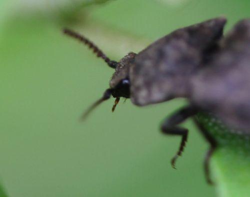 agrypnus tête romi 11 mai 2012 040.jpg