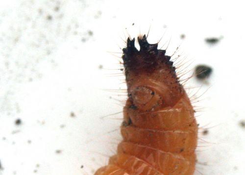 larve taupin z pinces romi 8 nov 030.jpg