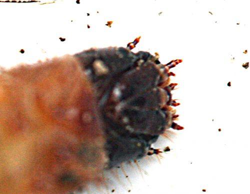 larve taupin tête romi 8 nov p 022.jpg