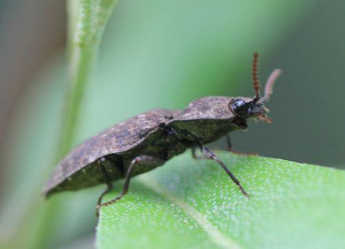 2 agrypnus romi 11 mai 2012 045.jpg