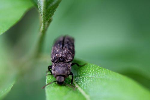 3 agrypnus romi 11 mai 2012 052.jpg