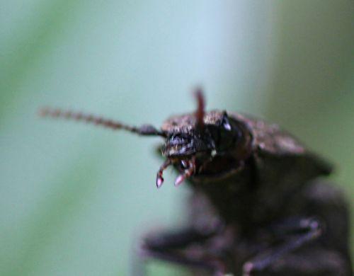 agrypnus tête romi 11 mai 2012 p 059.jpg