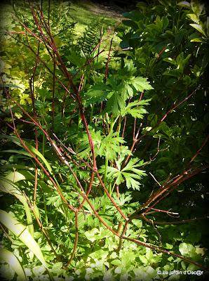 Une météo bien capricieuse cette année  ! Les S...