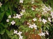 météo bien capricieuse cette année&nbsp; !&nbsp;Les S...