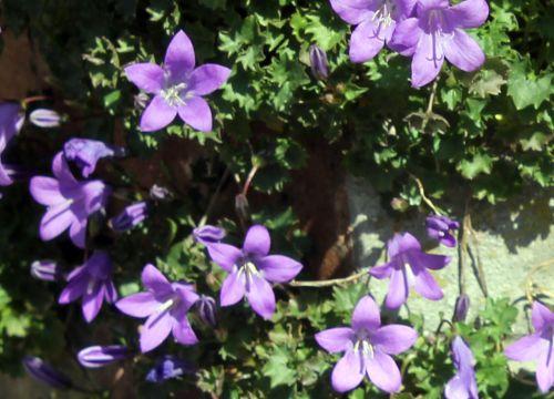 cammpanule fl 10 mai 2012 008.jpg