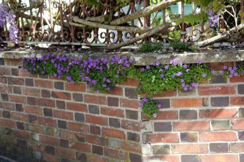 2 campanule 10 mai 2012 005.jpg