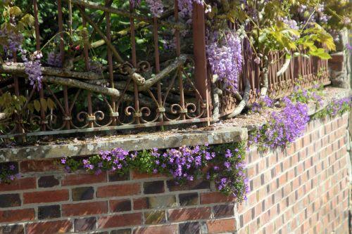 1 campanule 10 mai 2012 001.jpg