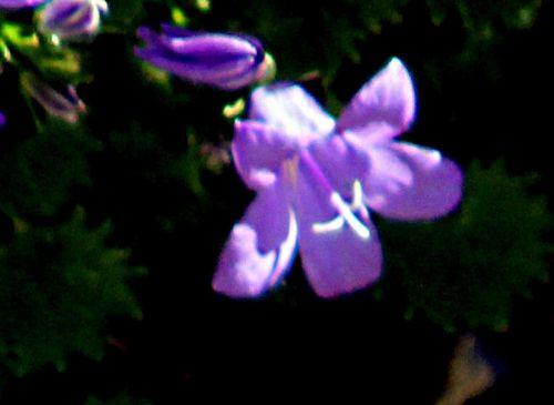 campanule fl 10 mai 2012 p 002.jpg