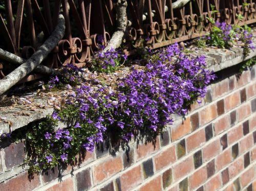 3 campanule rec 10 mai 2012 006.jpg