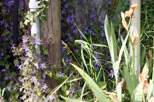 campanules 14 juin 006.jpg