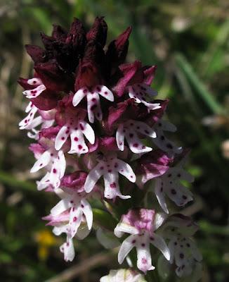 Orchidées sur la pelouse de Troussey