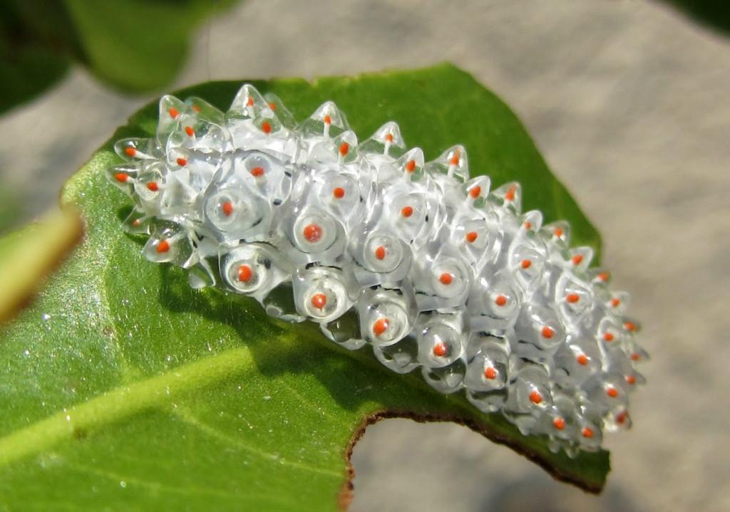 Jewel-Caterpillar.jpg