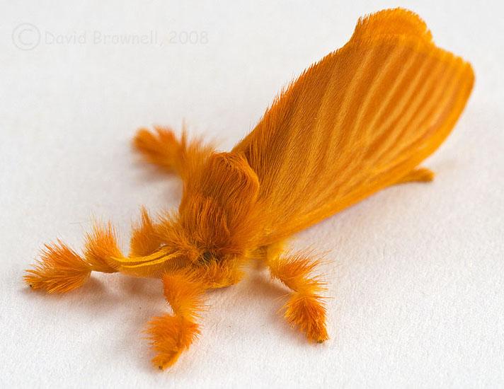 moth-jewel-caterpillar.jpg