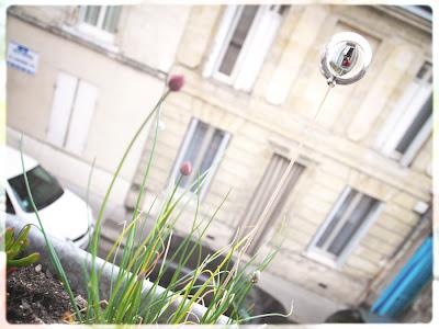 ciboulette se réveille doucement