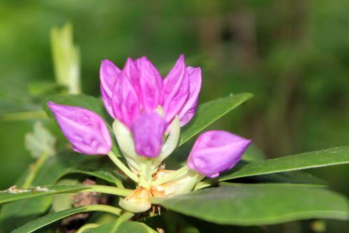 5 rhodo catawbiense 16 mai 2012 013.jpg