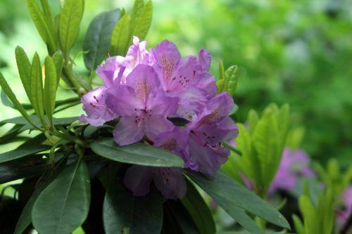 3 rhodo catawbiense 16 mai 2012 014.jpg