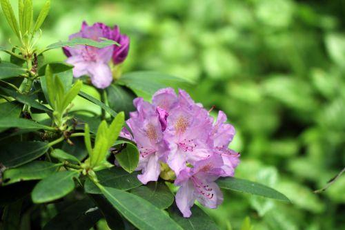 2 rhodo catawbiense  mai 2012 040.jpg
