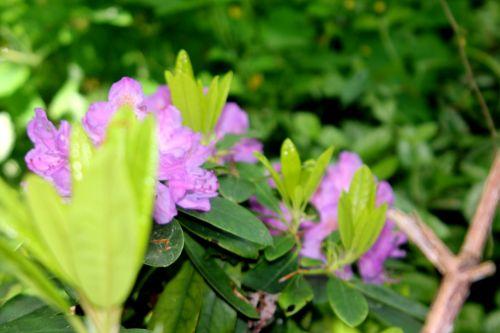4 rhodo catawbiense 16 mai 2012 015.jpg