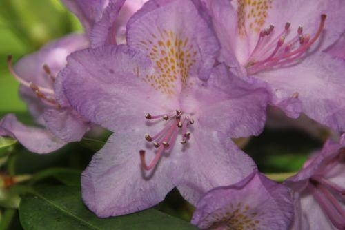 8 rhodo catawbiense 16 mai 2012 016.jpg