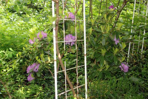 1 rhodo  catawbiense 16 mai 2012 010.jpg