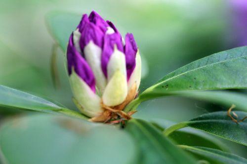 6 rhodo catawbiense mai 2012 041.jpg