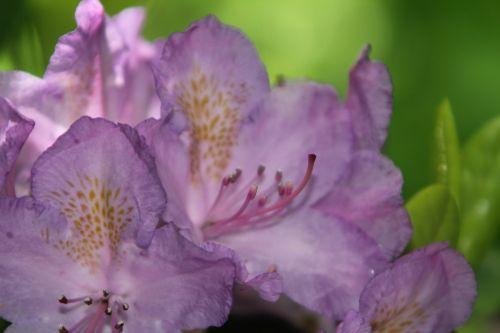 7 rhodo catawbiense 16 mai 2012 017.jpg