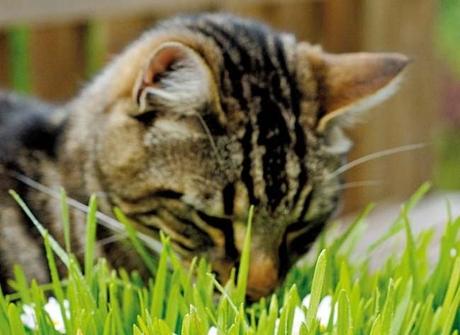 Truc express Éloigner ► les chats des plantes