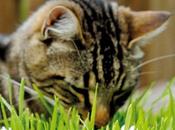 Truc express Éloigner chats plantes