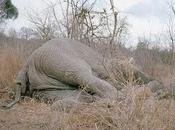 Mort d’un éléphant