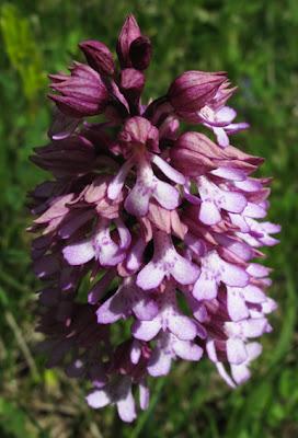 Orchidées sur la Côte de Notre-Dame des Gouttes