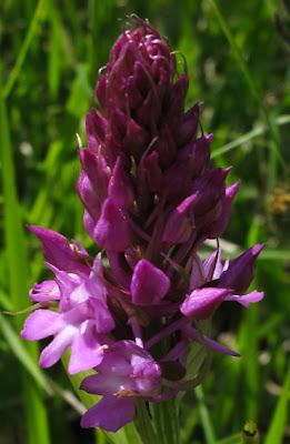 Orchidées sur la Côte de Notre-Dame des Gouttes
